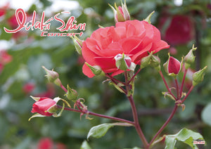 いだきしんコンサート　2026/6/26　電力ホール（仙台）